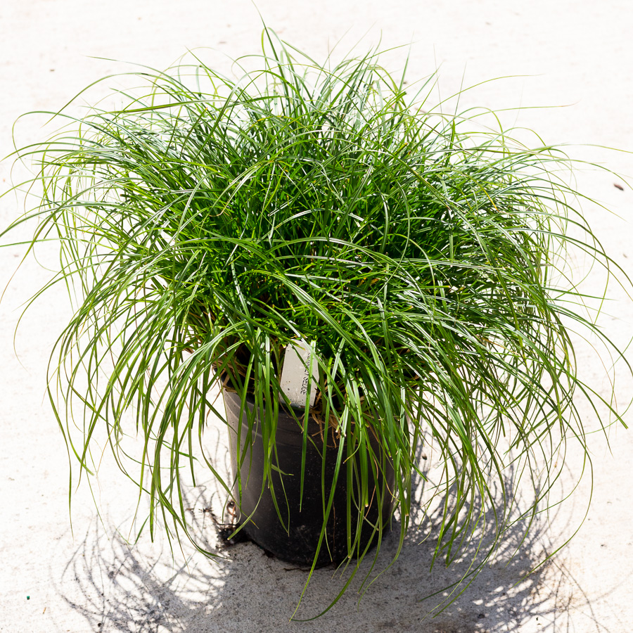 Berkely Sedge » Bruce Miller Nursery